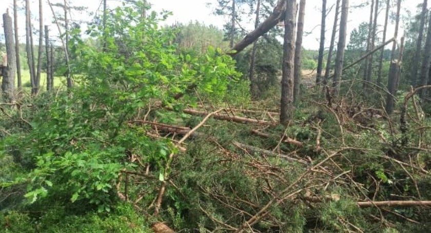 Nadleśnictwa Lipusz i Kościerzyna wprowadzają zakaz wstępu do lasu! Powodem, zniszczenia po wichurze