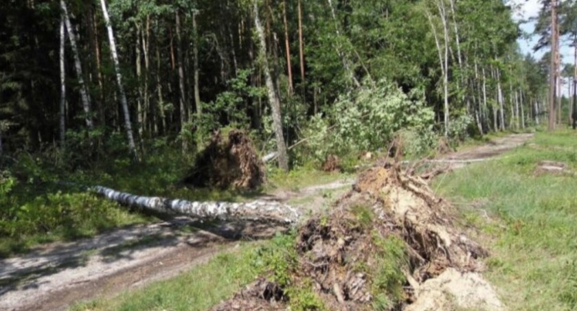 Prywatne lasy po nawałnicy. Co powinni zrobić ich właściciele?