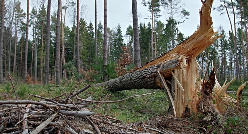 Nadciąga wichura! Są ostrzeżenia przed silnym wiatrem 