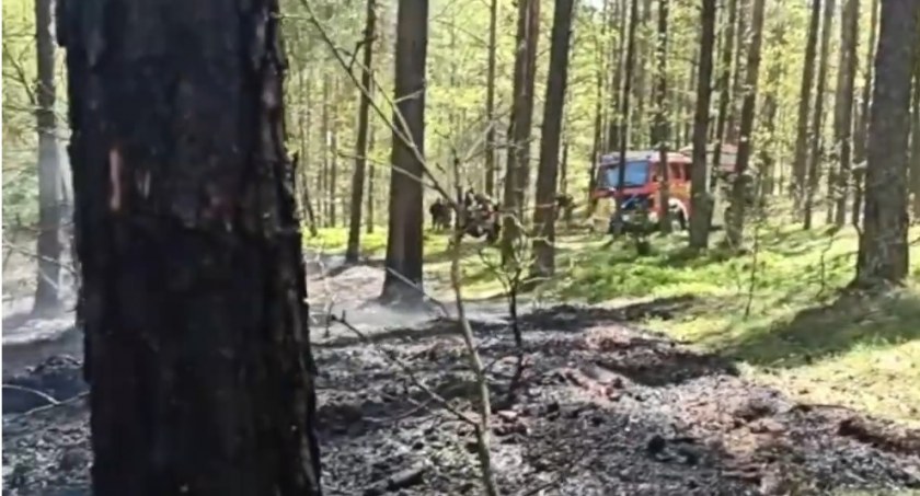 Pożary w lasach. Zachowaj szczególną ostrożność