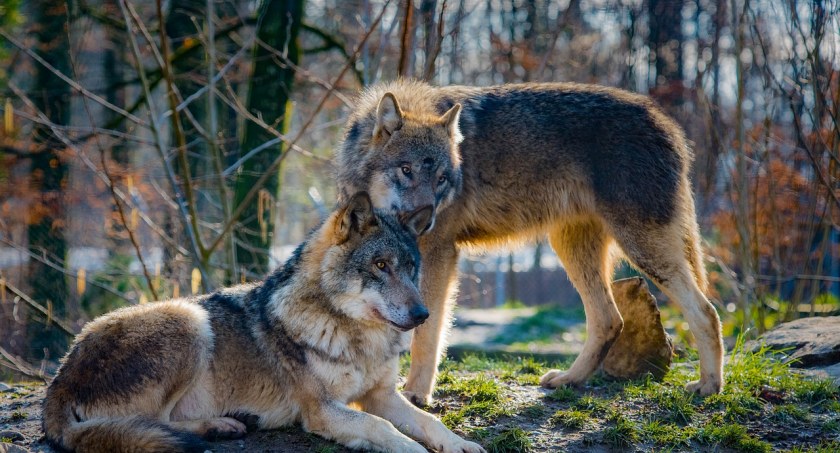 Wilki w gminie Kościerzyna będą odstrzelone