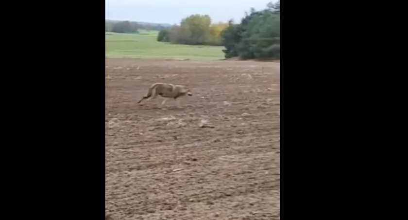 Kolejny wilk na Kaszubach. Tym razem pojawił się w Raduniu