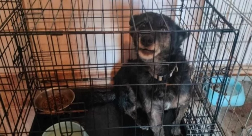 Garczyn, gm. Liniewo. Psy żyły w fatalnych warunkach. Interweniowała policja i OTOZ Animals. Szefowa schroniska jest za kratami.