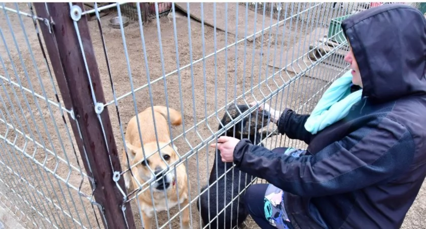 Apel schroniska w Kościerzynie. Potrzebna opieka nad psami na czas zimy