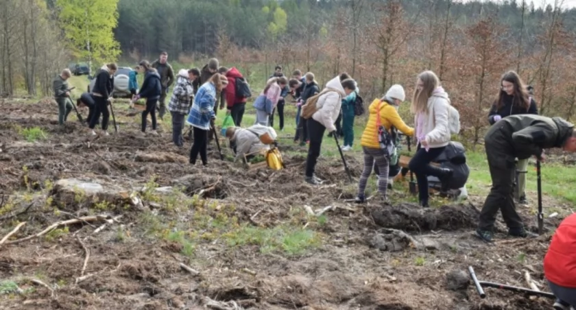 Na terenie leśnictwa Wierzysko posadzili 10 tysięcy drzew