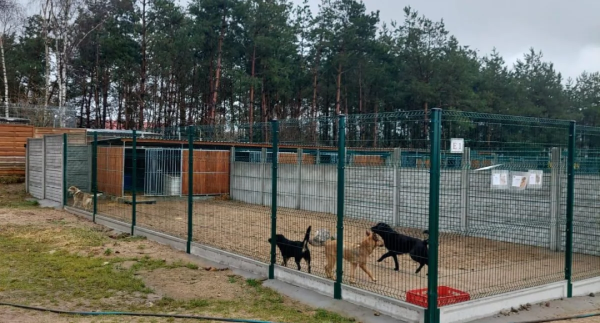 Darczyńcy nie zawiedli. Schronisko dla zwierząt ma nową studnię wody