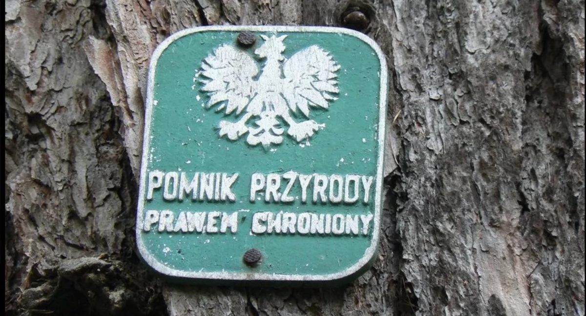 Dwa nowe pomniki przyrody w Nadleśnictwie Lipusz. Mają około 30 metrów wysokości!