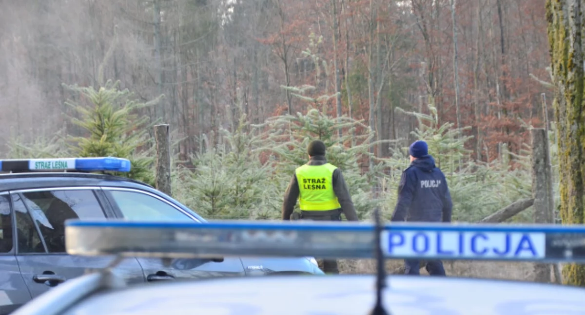 Policja i leśnicy łączą siły w akcji „Choinka”. Cel - walka z nielegalną wycinką drzewek 