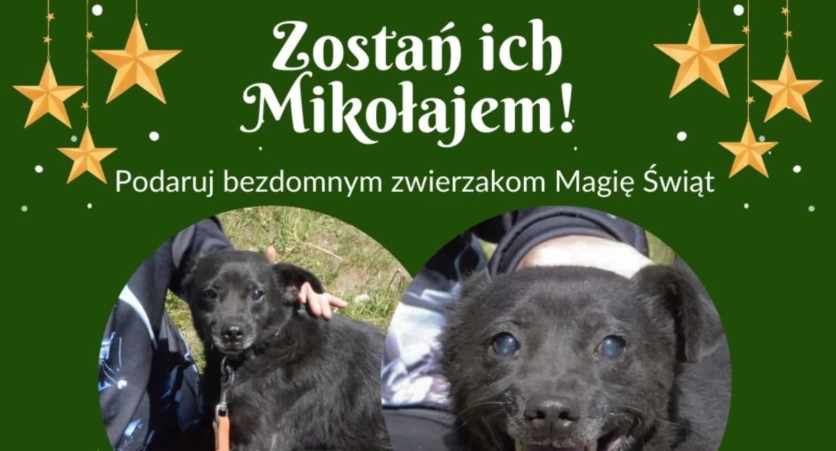 Zima w schronisku dla bezdomnych zwierząt w Kościerzynie