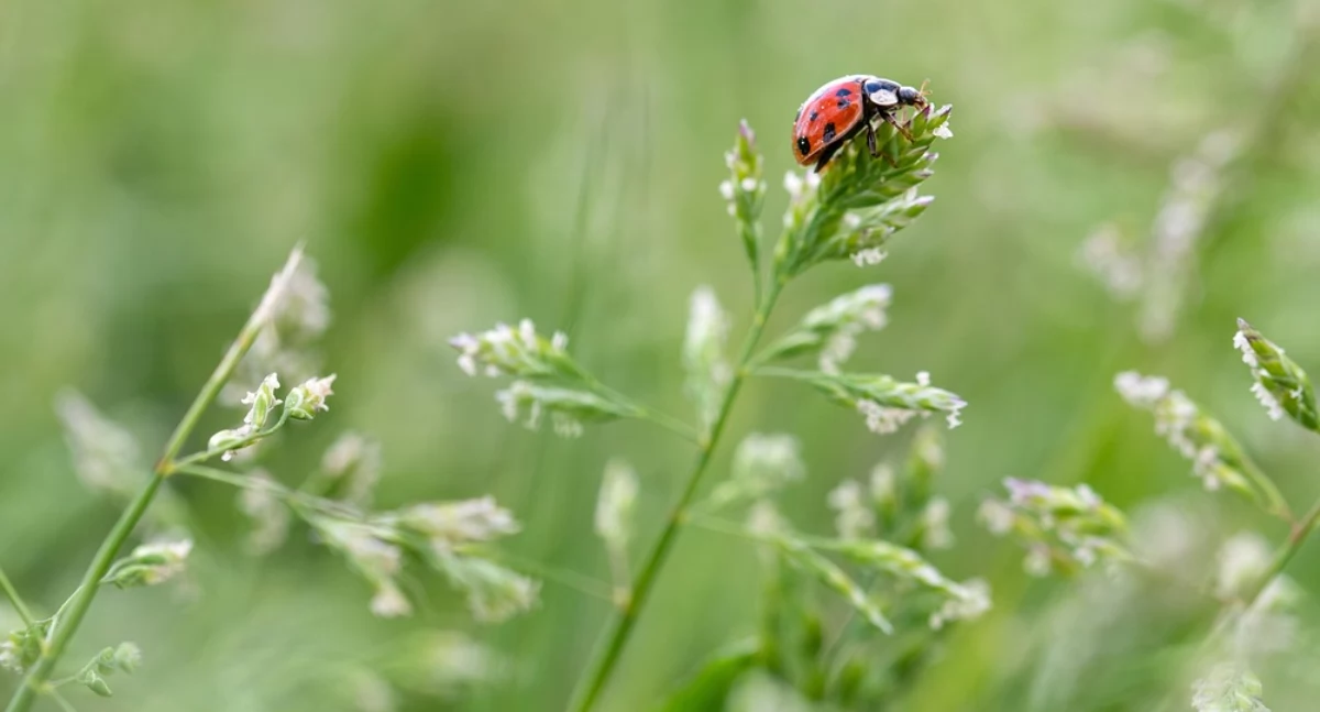 Wdzydzki Park Krajobrazowy zaprasza na spacer z zielarką