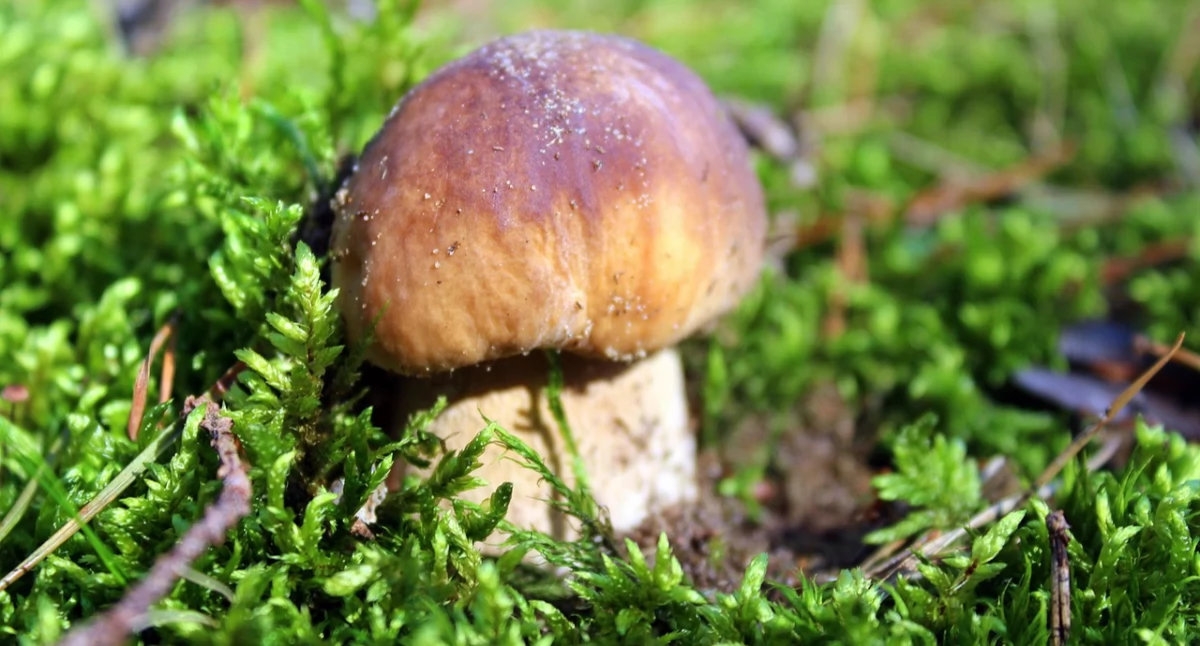 Nie tylko borowiki i podgrzybki. Wdzydzki Park Krajobrazowy zaprasza na grzybobranie z mykologiem