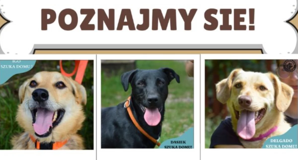 Merdające ogonki na Rynku w Kościerzynie – poznaj podopiecznych Fundacji Animalsi