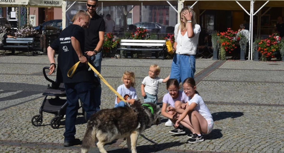Szczęście na czterech łapach – akcja adopcyjna w Kościerzynie
