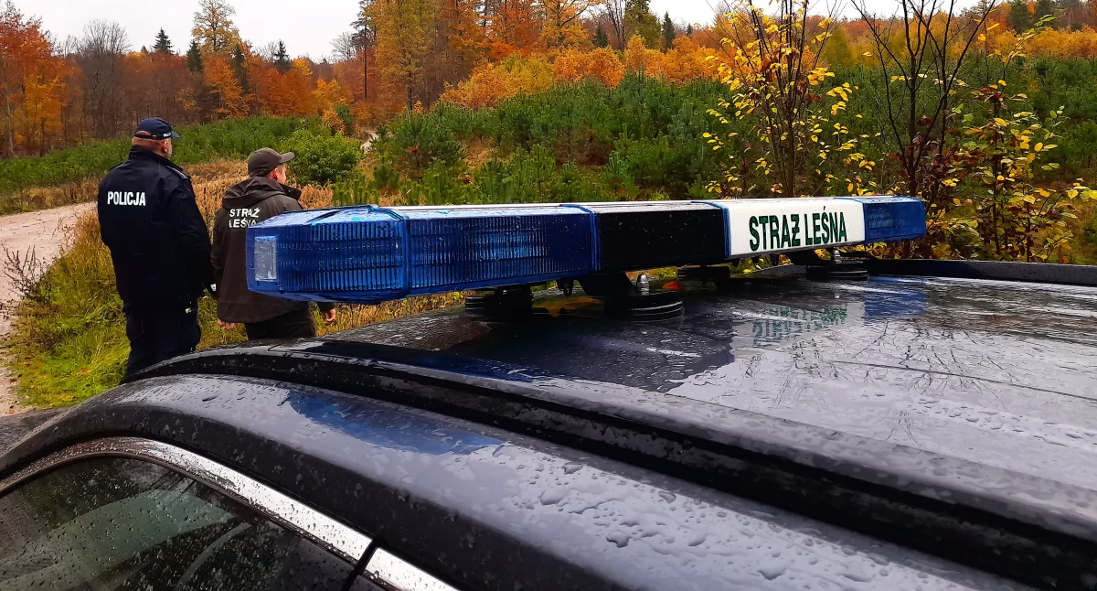 Straż Leśna i policja patrolują lasy. Chcą zapobiec kradzieżom przed Wszystkimi Świętymi