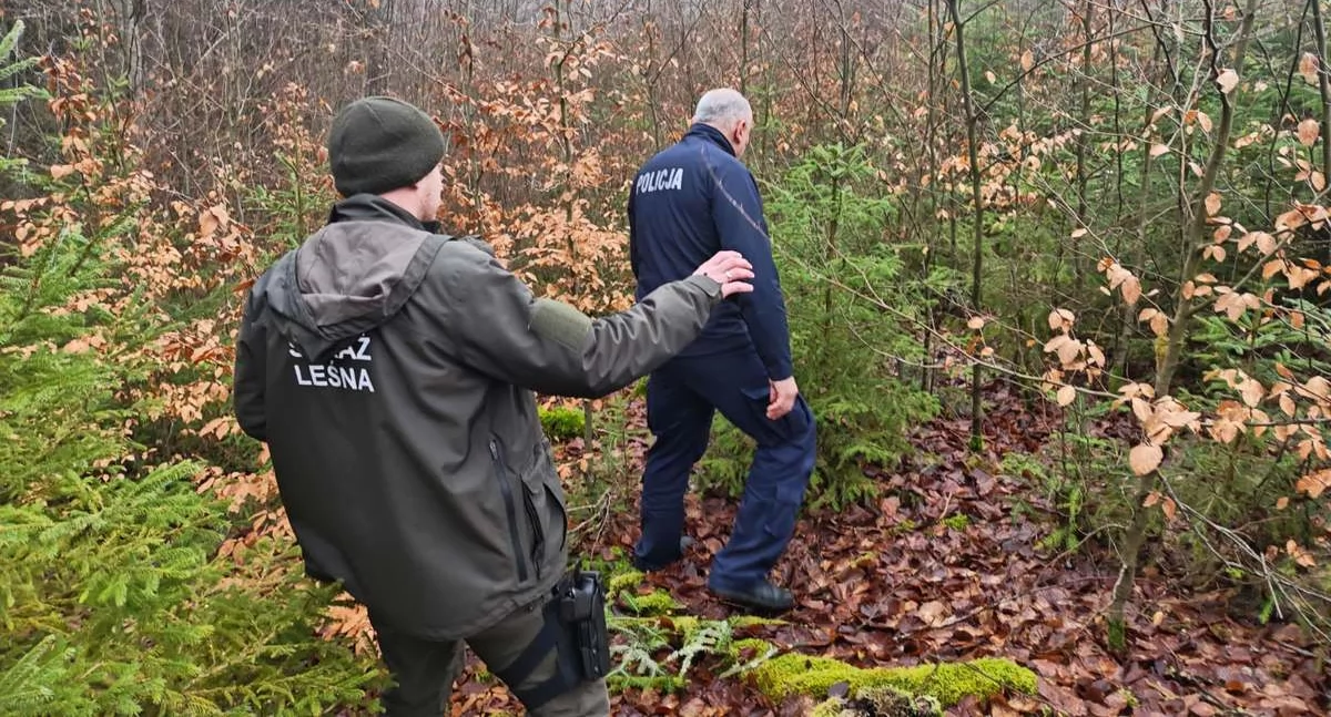 Wzmożone patrole w lasach przed świętami. Policja i Straż Leśna chronią choinki i przyrodę