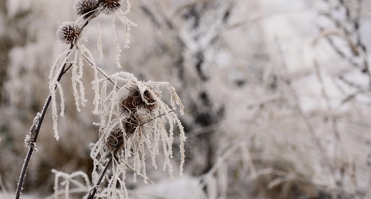 IMGW ostrzega przed silnym mrozem. Temperatury spadną nawet do –17°C