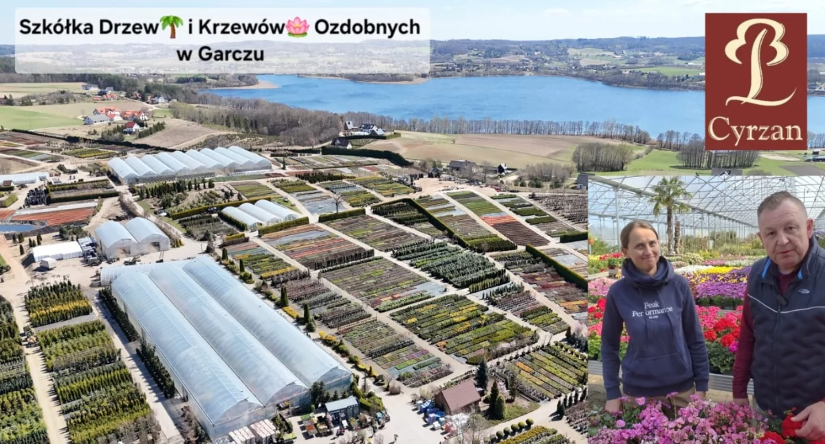 Jedno drzewko?! Rośliny same wskakiwały do auta!