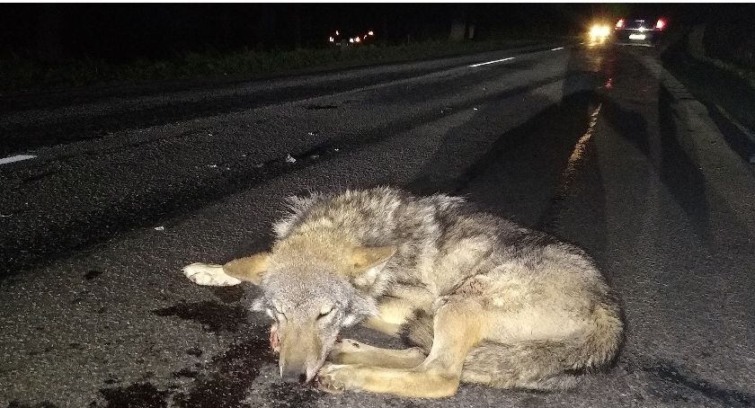 Mały Klincz. Kierując oplem potrącił wilka
