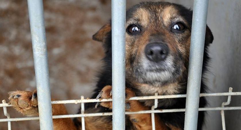 Świąteczna paka dla animalpsiaka - włącz się do akcji i pomóż zwierzakom ze schroniska w Kościerzynie