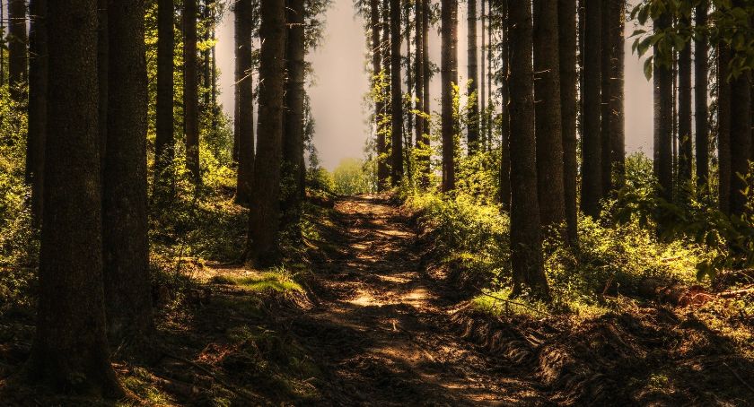 Wprowadzono tymczasowy zakaz wejścia do lasów i rezerwatów