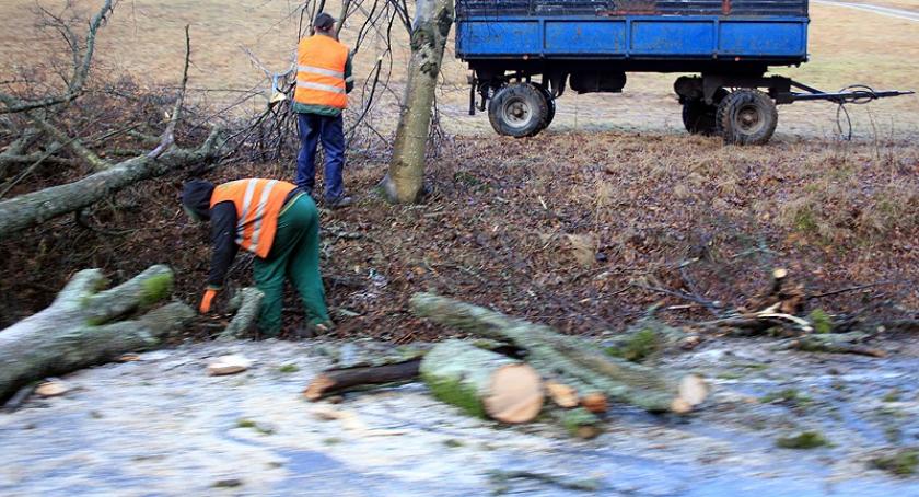 Uwaga kierowcy! Trwa wycinka prawie 100 drzew przy drogach wojewódzkich