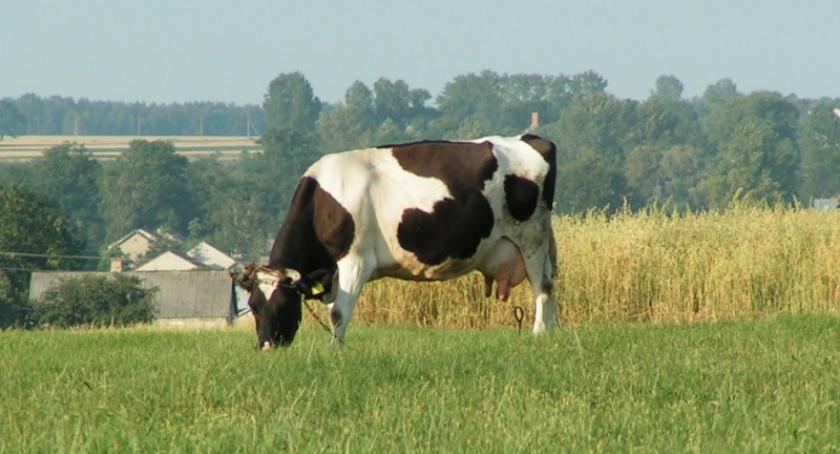 Region. Kolejna unijna forma wsparcia dla rolników. Wkrótce nabór wniosków