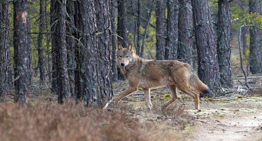 Wilki pojawiły się w kościerskich lasach