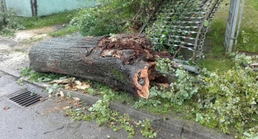 Strażacy interweniują przy powalonych drzewach. IMGW ostrzega