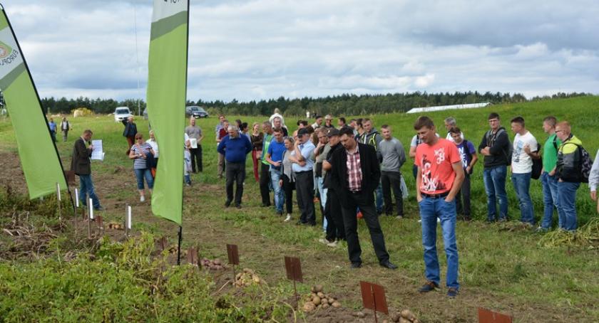 Lubań. Rolnicy porównali 40 odmian ziemniaków