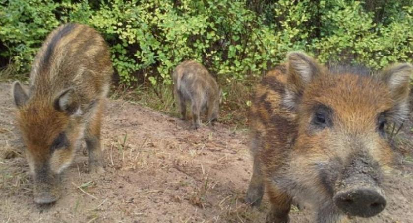 Zagrożenie Afrykańskim Pomorem Świń - w kościerskich lasach rusza wielka inwentaryzacja dzików