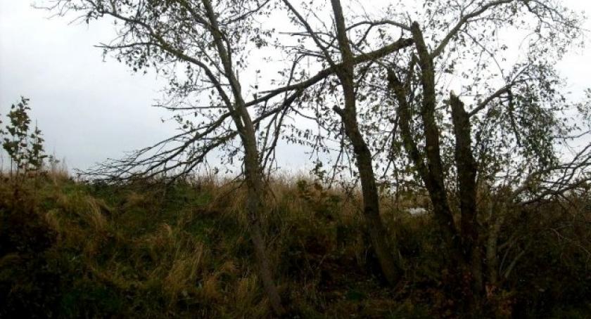 Powiat kościerski. Strażacy usuwają powalone drzewa