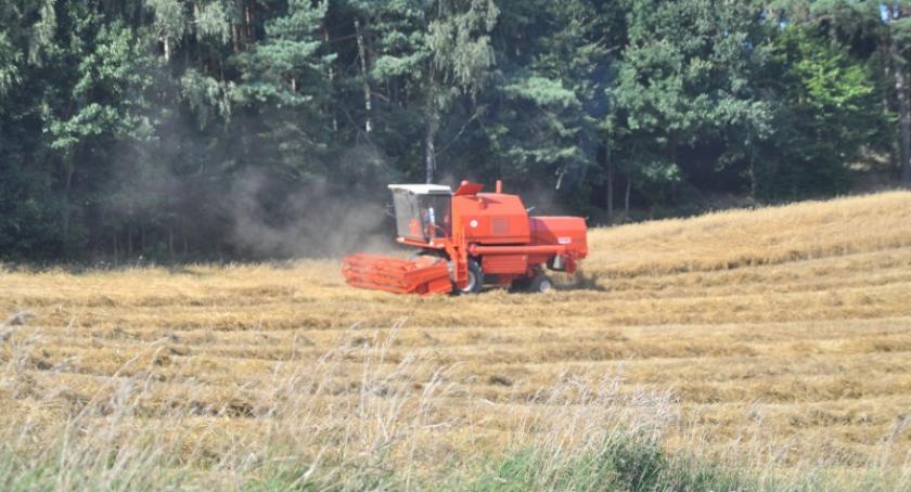 Żniwa na Kaszubach mają się ku końcowi. Jak zapowiadają się plony?