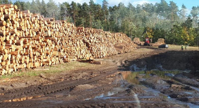 Porządkują powalone drzewa i walczą z czasem. Właściciele lasów kontra skutki nawałnicy