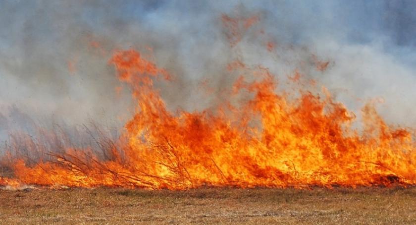 Ten proceder zabija ludzi, zwierzęta i rośliny - strażacy ostrzegają