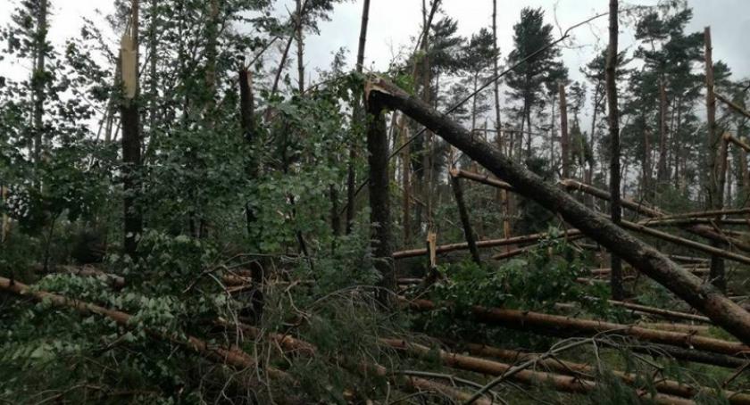 Duże zagrożenie pożarowe w lasach. Właściciele muszą udrożnić pasy przeciwpożarowe