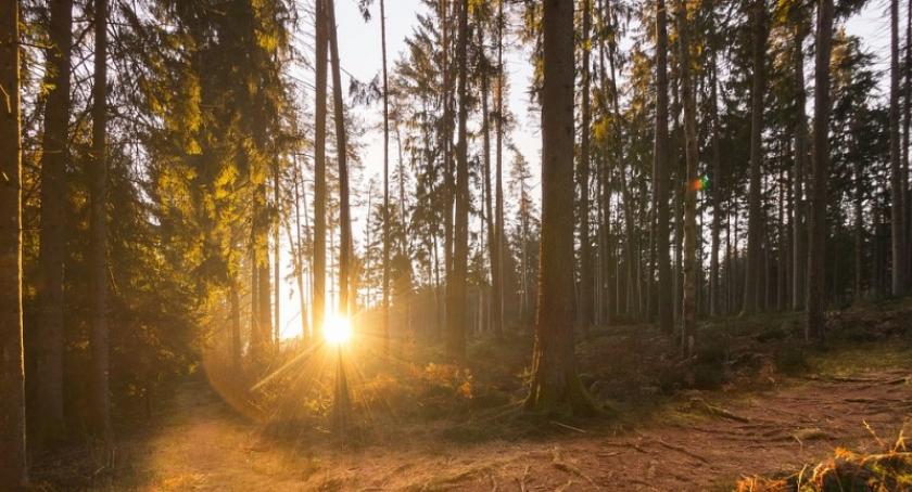 Służba leśna ostrzega przed akcją tępienia szkodników drzew