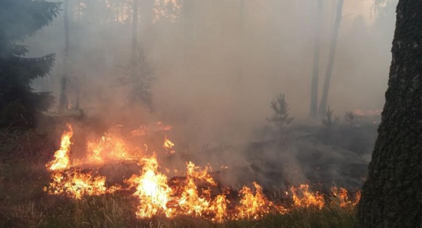 Gołuń. Pożar lasu od zerwanej linii energetycznej