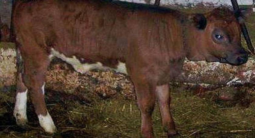 Lubań. Nieznani sprawcy ukradli byka z klatki