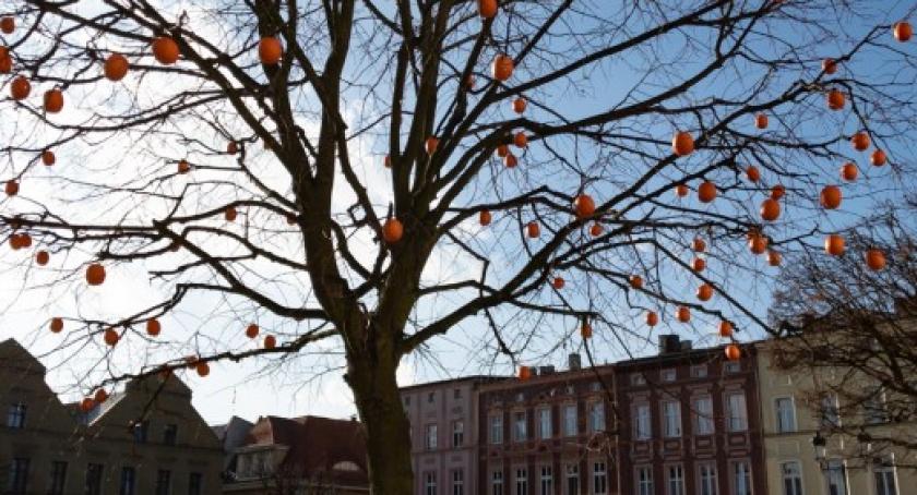 Na rynku w Kościerzynie drzewo obrodziło w pomarańcze