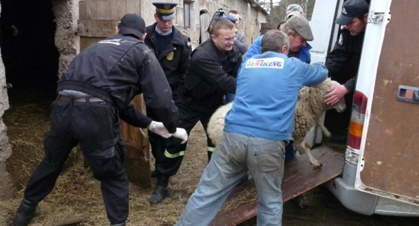 Zwierzęca gehenna w Owśnicach