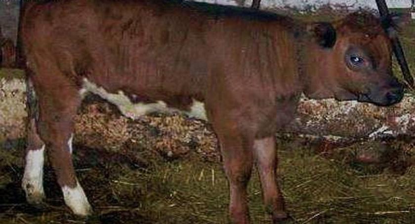 Nowa Karczma. Zatrzymany na kradzieży byka
