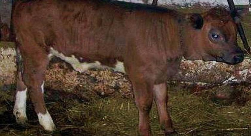 Gm. Nowa Karczma. Byki wciąż popularnym łupem