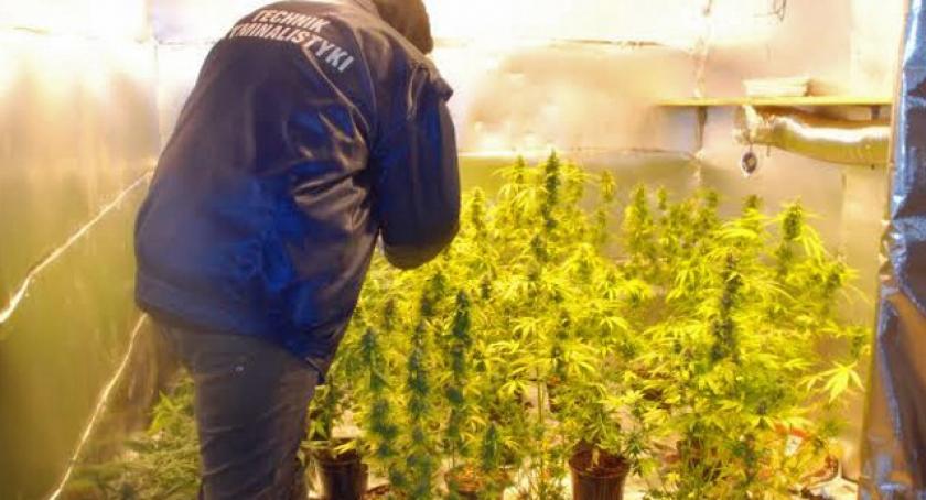 Kościerzyna. Policjanci zatrzymali producentów marihuany