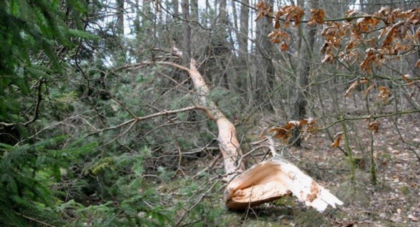 Wichura nad Kaszubami - powalone drzewa i brak prądu 