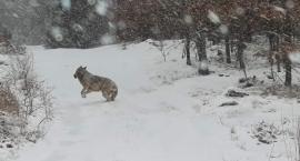 Kolejny wilk na Kaszubach. Tym razem pojawił się w Skorzewie