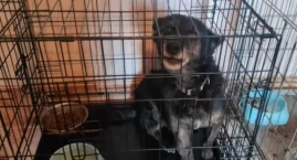 Garczyn, gm. Liniewo. Psy żyły w fatalnych warunkach. Interweniowała policja i OTOZ Animals. Szefowa schroniska jest za kratami.