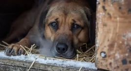 Schronisko w Kościerzynie apeluje o pomoc. Rusza akc&hellip;