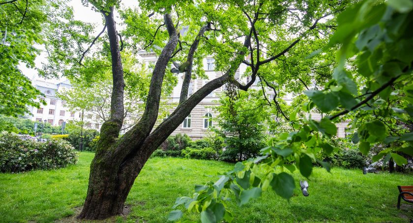Wyjątkowy stuletni klon z parku za Ratuszem został pomnikiem przyrody