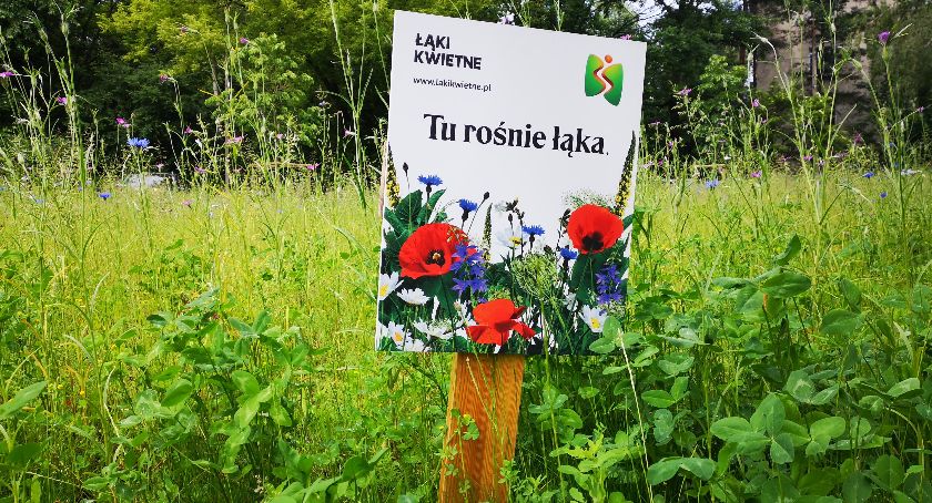 W Bielsku-Białej jest jedna kwietna łąka, ale pojawią się cztery kolejne