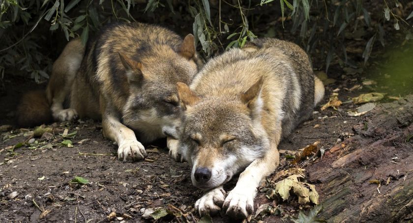 33 szkody wyrządziły beskidzkie drapieżniki w ubiegłym roku